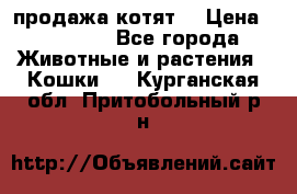 продажа котят  › Цена ­ 15 000 - Все города Животные и растения » Кошки   . Курганская обл.,Притобольный р-н